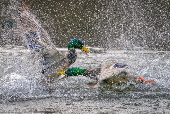 A photographer in the lower mainland photographed these mallard ducks having a water fight on Family Day. 