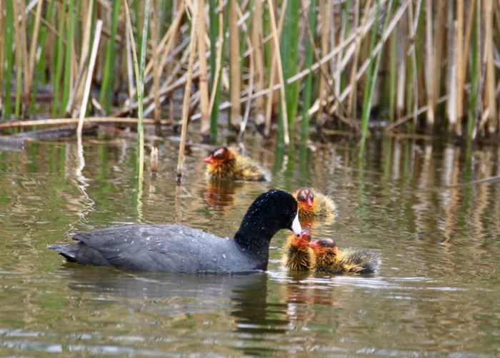 This family of cooters were photographed in Kamloops. 
