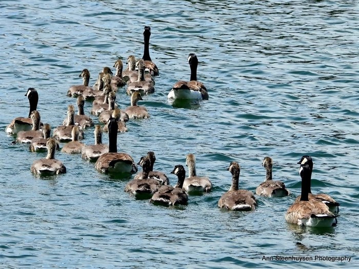 A couple of Canada goose families swim together in the Shuswap. 