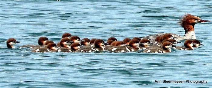 A family in of mergansers in the Shuswap. 