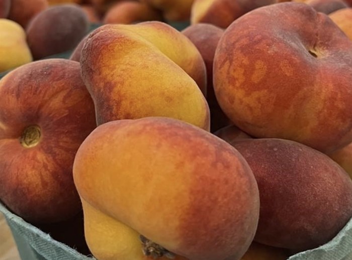 This image provided by Brown's Orchards & Farm Market in Loganville, Pennsylvania, shows freshly harvested yellow Saturn donut peaches.	
