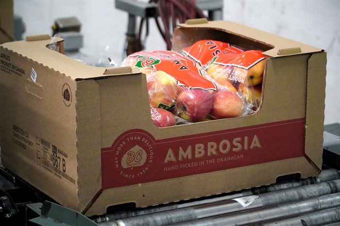 Ambrosia apples ready for market at BC Tree Fruits facility in Oliver, B.C.