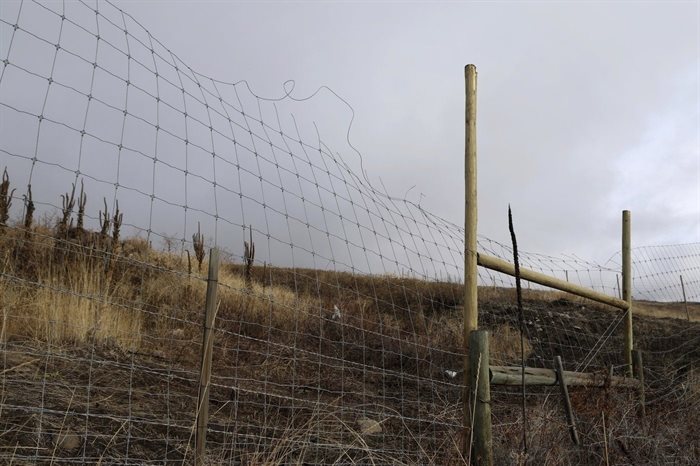 A fence surrounding a cherry orchard expansion site near Kelowna, British Columbia, is damaged by animal struggle on Dec. 7, 2023. Experts are concerned that the cherry orchard