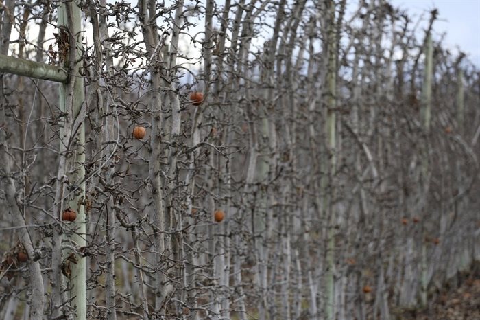 A fruit orchard owned by Sandher Fruit Packers sits in Kelowna, British Columbia, on Feb. 8, 2024. The fruit growing company is developing an orchard near a key wildlife corridor that ribbons around the Okanagan Mountain Provincial Park and Kalamalka Lake Provincial Park. 
