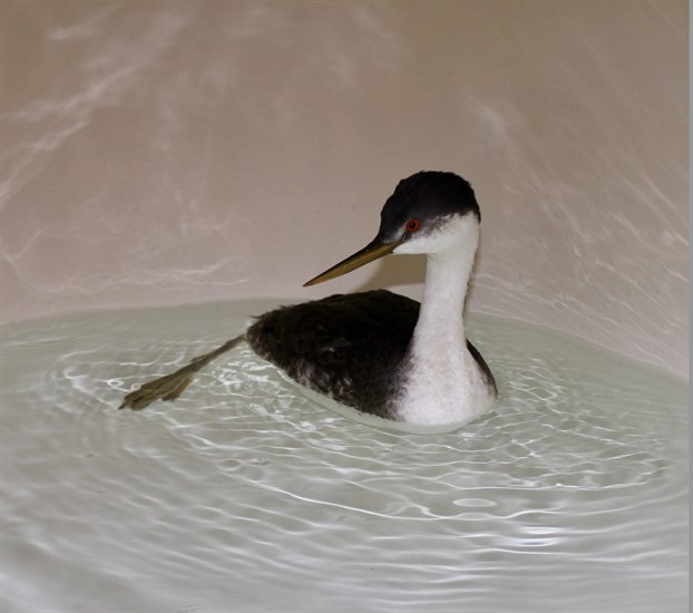 A western grebe was brought into Interior Wildlife's care after it crash landed during a cold snap.