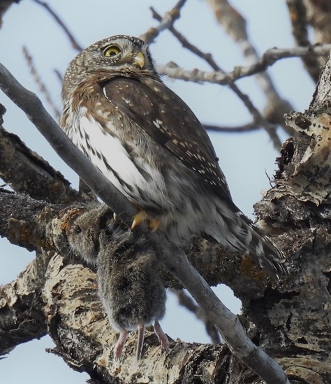 A pygmy owl holds a dead vole in the Kamloops area. 