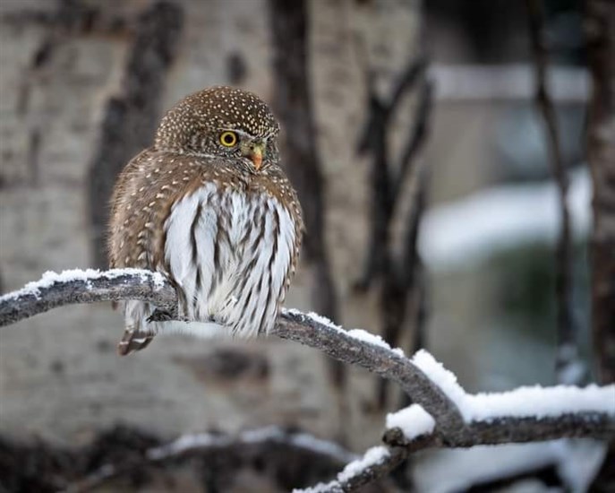 A northern pygmy owl perches on a snowy branch in the Kamloops area. 