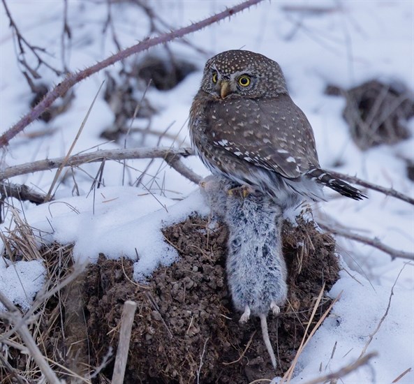 A northern pygmy owl clutches his catch near Kamloops. 