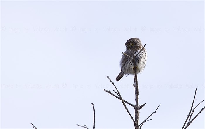 A northern pygmy owl perches on top of a tree in Kamloops. 
