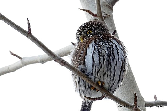 A northern pygmy owl in the Shuswap. 