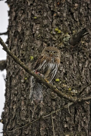 This pygmy owl looks camouflaged against a conifer. 
