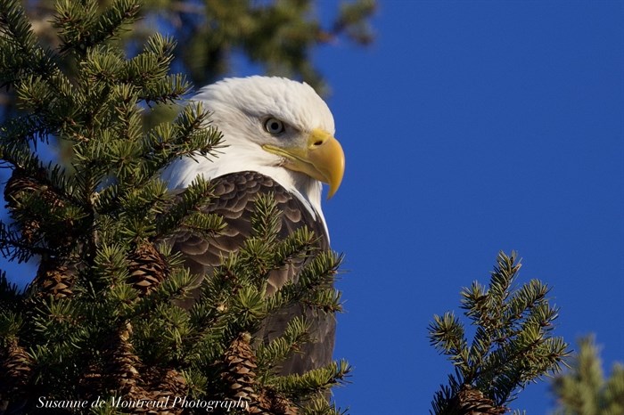 A bald eagle perches on a sunny winter day near Kamloops. 