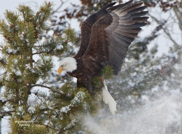 A bald eagle lands in a snowy forest near Kamloops. 