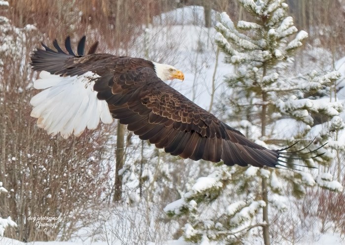 A bald eagle soars low in a forest near Kamloops. 