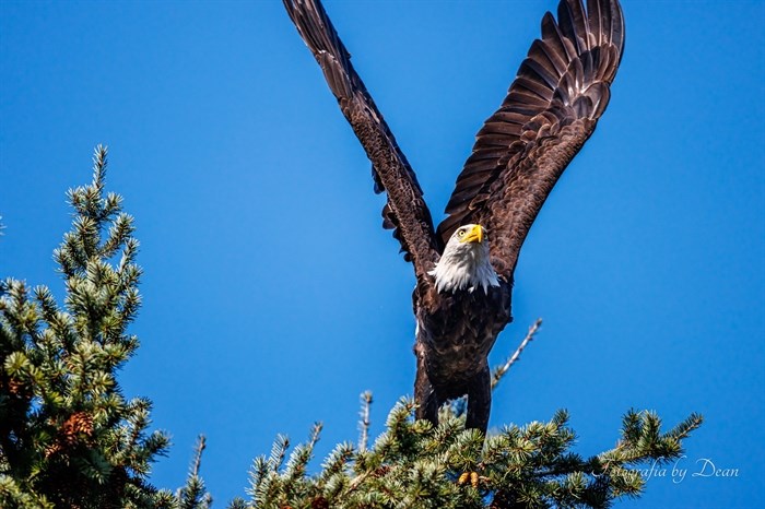 An eagle prepares to take flight off a tree in West Kelowna. 