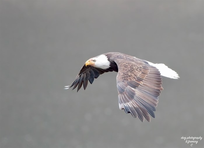 A bald eagle glides on wide wings near Kamloops. 