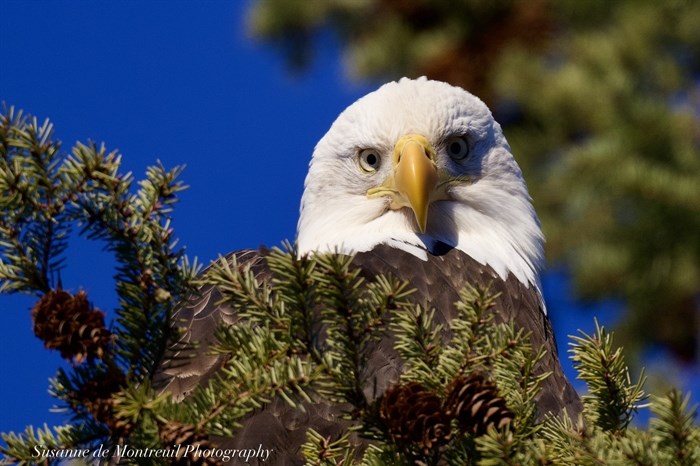 A bald eagle perches on a branch in Kamloops. 