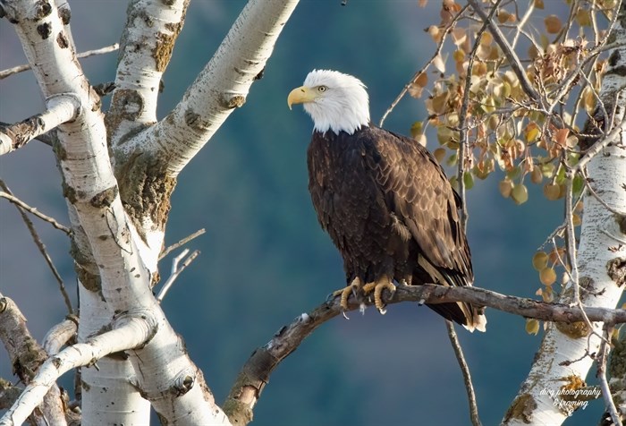 A bald eagle perches on a branch on a sunny winter day near Kamloops. 