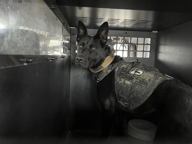 Rico, a German Shepherd mix employed on the Whitehall Police Department K9 unit sits in kennel inside of officer Matthew Perez's police vehicle Wednesday, March 6, 2024, in Whitehall, Ohio. Two Ohio lawmakers are looking to ease the looming financial burden faced by law enforcement agencies in the state who will have to replace marijuana-sniffing dogs after voters last year approved a plan to legalize recreational marijuana use.