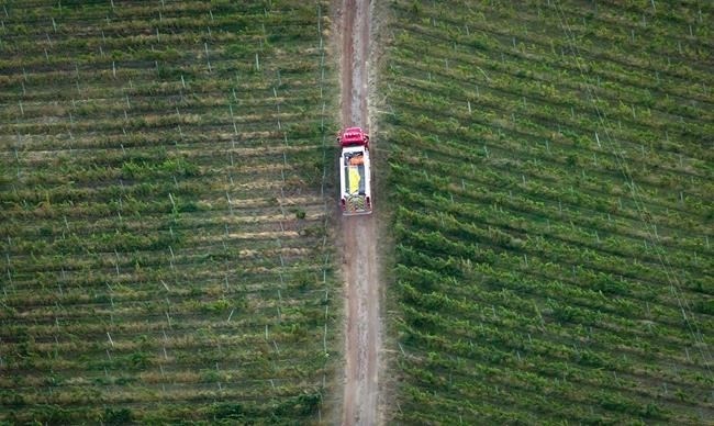 A fire truck is driven through a vineyard while battling a wildfire in Peachland, B.C., on Monday Sept. 10, 2012. Consumers can expect a smaller selection of local vintages hit retail shelves as British Columbia's wine industry grapples with the fallout of two years' worth of significant crop losses from cold snaps that followed severe wildfires. 