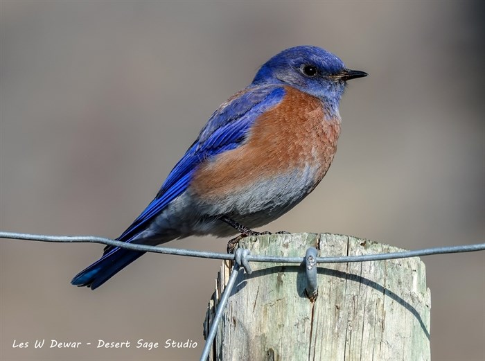 This male western bluebird was spotted in Osoyoos. 