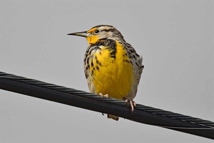 The western meadowlark is known for its bright yellow breast. 
