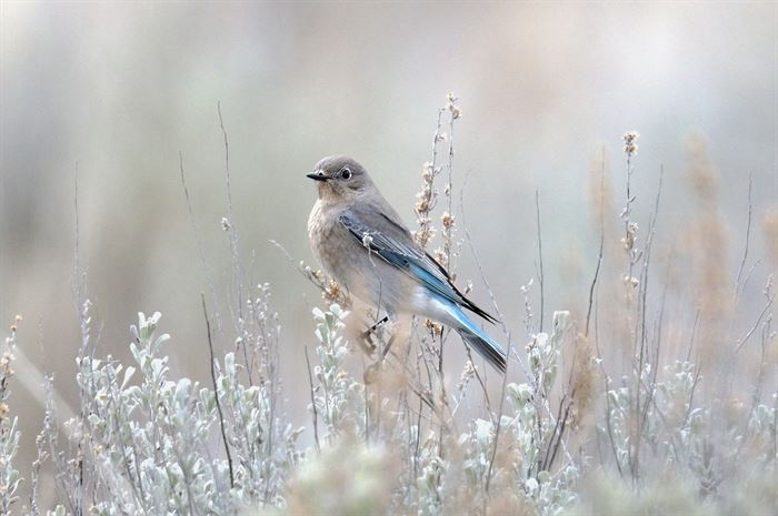 Bluebirds in Vernon