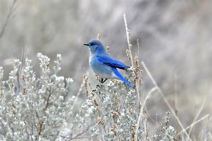 A male mountain bluebird was spotted in long grass in the south Okanagan. 