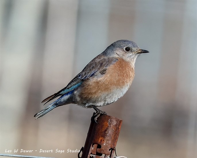 The female western bluebird was captured on camera in Osoyoos. 