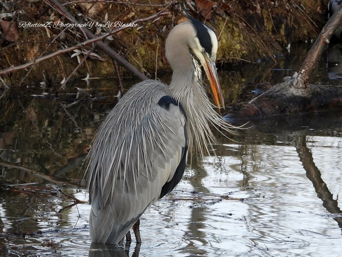 A great blue heron wades in a marsh in Penticton. 