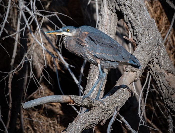 This blue heron was spotted in a tree in Kamloops. 