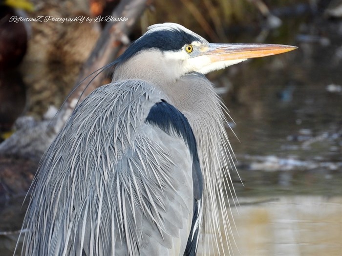 A great blue heron spotted in a marshy area of Penticton. 
