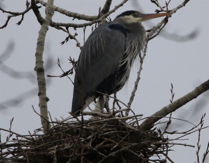 A great blue heron stands in it's bulky nest at a heron rookery in Vernon. 