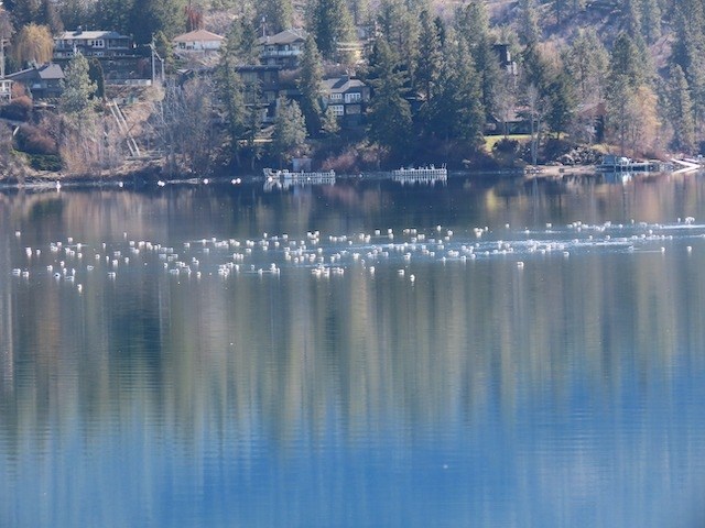 A colony of gulls drifts on Kalamalka Lake on a spring afternoon in Vernon. 