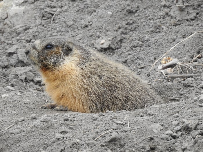 A yellow-bellied marmot pops up at Kekuli Bay Provincial Park in Vernon. 