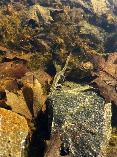 This long-toed salamander was found in a backyard pond in Penticton. 