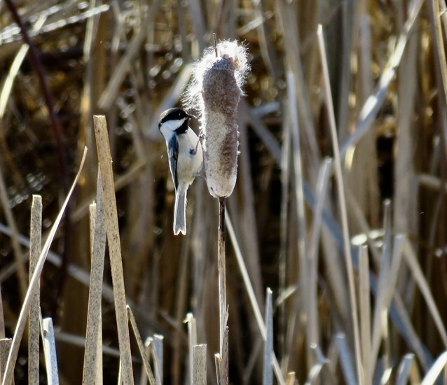 A black-capped chickadee is spotted along the channel in Penticton. 