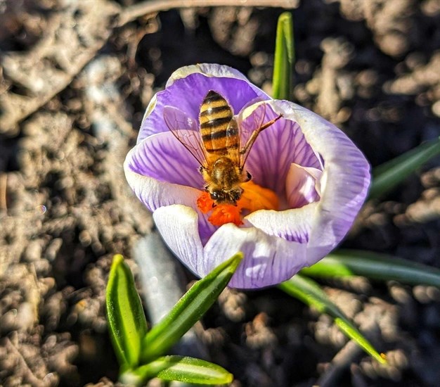 A bee dives into a flower in a garden in Vernon.