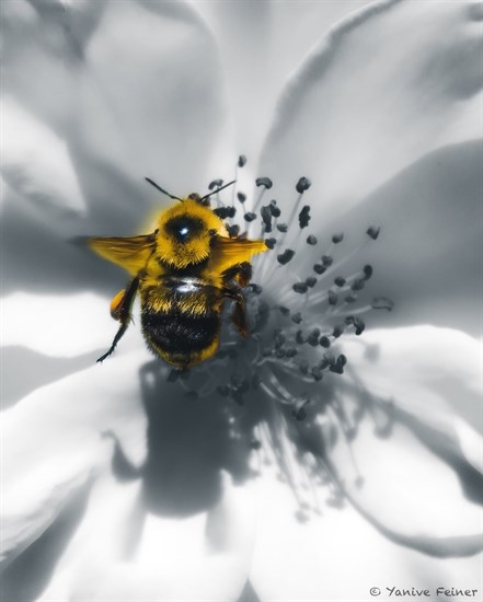 A bee collects pollen from a bloom in Castlegar. 