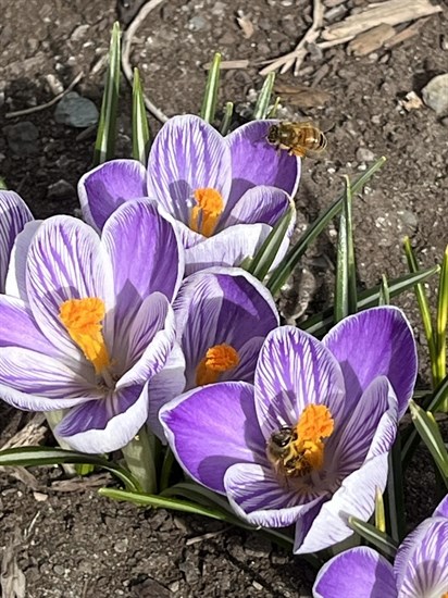 Two bees work to gather pollen in a back yard in Kamloops. 