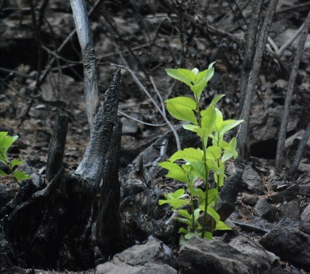 A willow shoot growing out of the charred soil left by the McDougall Creek Wildfire. 