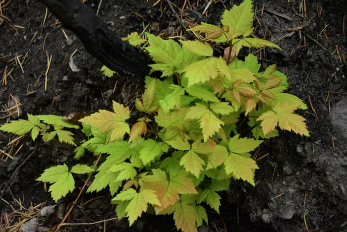 New shoots and leaves growing at the charred base of a Douglas maple on Rose Valley Reservoir Road. 
