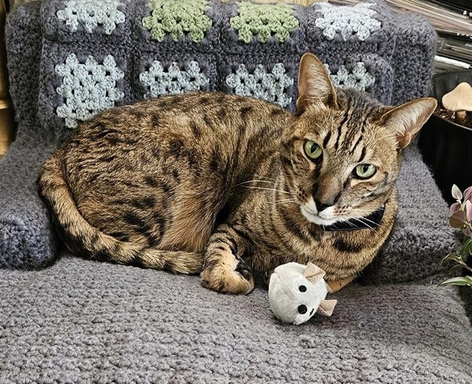 This cat plays with a toy on his new couch handmade in Kamloops. 
