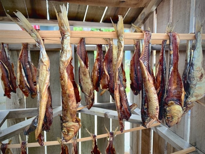 People at a recent Indigenous food sovereignty summit learned how to prepare and smoke Pacific herring.