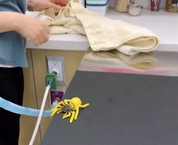 A fake spider falling out of a rolled up towel at the Kamloops Veterinary Clinic. 