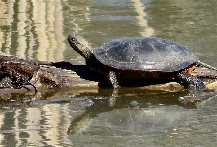 A western painted turtle lounges on a log in Penticton. 