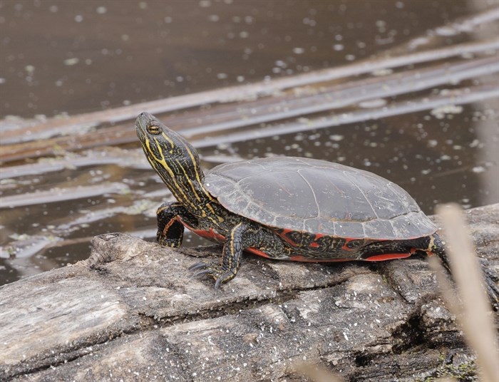 This western painted turtle was spotted in the Kamloops area. 