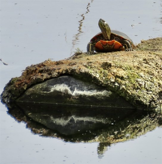 This photo taken in Penticton shows the colourful shell of a western painted turtle. 