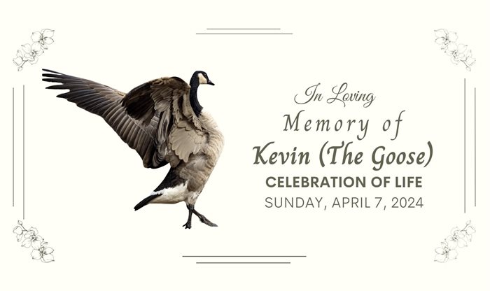 The poster for Kevin the Goose