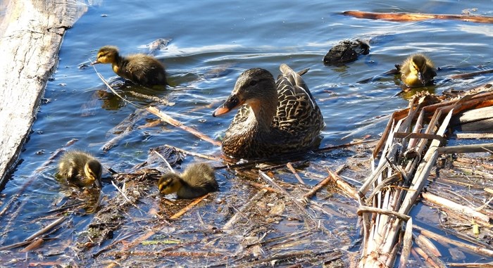  A mother duck takes her brood for a swim on Munson's Pond in Kelowna. 